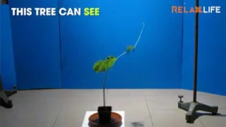 Plants do have consciousness. They can see, feel and react. Have a look!