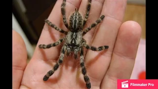 Poecilotheria regalis.Первый яд . Новый паук . Распаковка