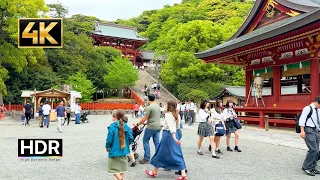 4K Japan Walk | Kamakura Tsurugaoka Hachimangu Shrine | 4K HDR