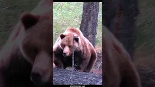 Big Grizzly Girl Goes After Ground Squirrels