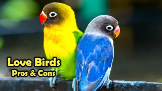 Love Birds as Pets: The Pros and Cons of Keeping Love Birds as Pet