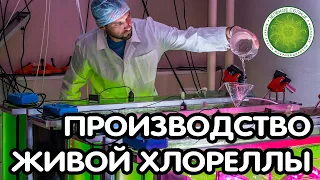 Производство живой хлореллы ООО "Зеленое Солнце". Живая хлорелла для вашего здоровья