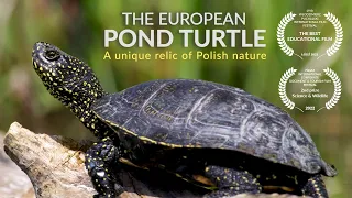 The European pond turtle. A unique relic of Polish nature