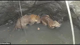 В Индии спасли двух леопардов, провалившихся в колодец