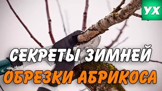 Зимний Сад - Cекреты зимней обрезки абрикоса