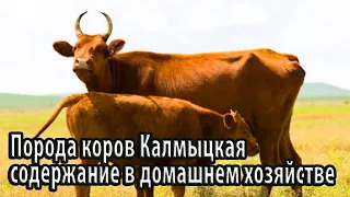 Порода коров Калмыцкая содержание в домашнем хозяйстве