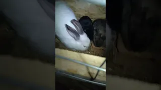 мої кролики🐰