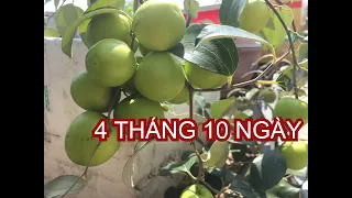 VUI: 4 tháng, nho, ổi, cóc RỘ TRÁI, táo hái đợt cuối | THÍCH TRỒNG CÂY TV