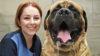 HUGE 200lbs Mastiff turns into a beached whale