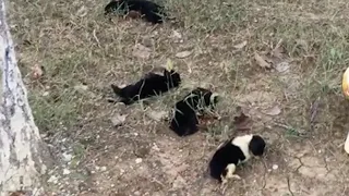 Abandoned, four 1-week-old puppies tried to walk step by step to find their mother in tears