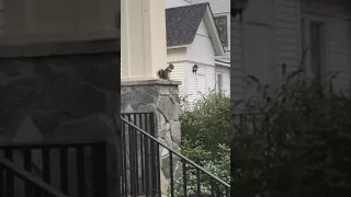 Squirrel plays dead