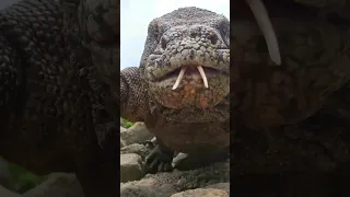 Komodo dragon eats camera😱 #komodo #shortvideo #dragon #animalsvideo