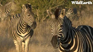 WildEarth - Sunset Safari - 14 August 2023