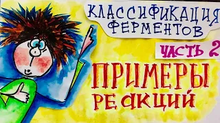 2.Классы ферментов с примерами реакций. Биохимия