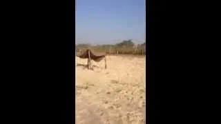 Sand run in Tunisia