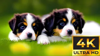 (4K) Baby Animals ~ Deep Healing Music, Healing Your Nervous System, Instant Relief from Stress