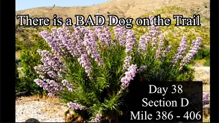 Day 38 - PCT - There is a bad dog on the trail