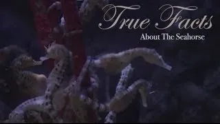 True Facts About The Seahorse