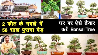 50 साल में Bonsai Tree की हाइट बढ़ेगी महज डेढ़ फीट, एक्सपर्ट ने बताया तरीका Bonsai Tree for Beginners
