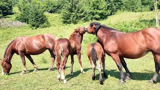 ЛОШАТА ПО РУБІНУ НА ПРОДАЖУ💵/НЕПЕРЕВЕРШЕНА КРАСА КАРПАТ❤️