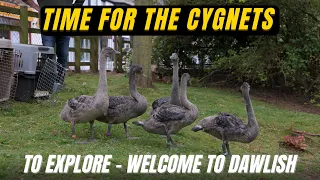 Ophaned Cute Black Swan Cygnets Released in to Dawlish - 8K Video