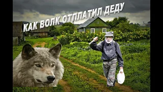 История о том,как дедушка спас волка,но вскоре он отплатил.