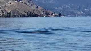 Okanagan Lake's Infamous Ogopogo just about to surface....Summerland BC Canada  🇨🇦