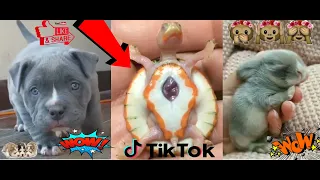 TOP 32 ❤️Baby😹🐶Animals Videos❤️TikTok And Instagram Compilation funny cut Dosg and cat 2020