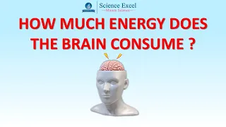 How much energy does the brain consume? | Science Excel | Minute Science