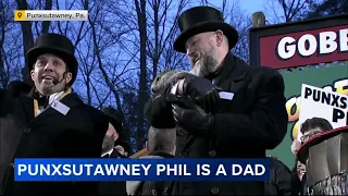 Punxsutawney Phil, Phyllis welcome 2 baby groundhogs