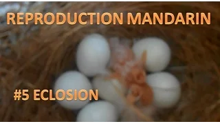 tout sur la reproduction du diamant mandarin #5: éclosion des œufs + nourrissage à la main