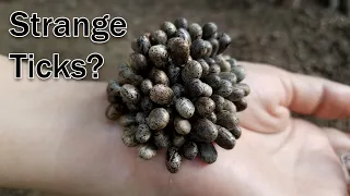 How to remove million strange ticks on human's hand #418