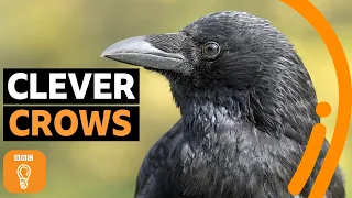 What crows can teach us about getting ahead | BBC Ideas