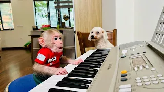 Super monkey! Monkey BiBi plays the organ and helps dad cook zucchini!