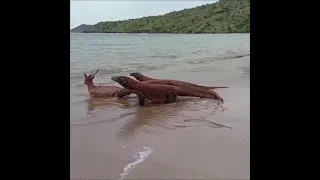 Komodo Dragons Eating Deer Alive Compilation