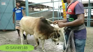 Sadeeq Agro Qurbani Collection-2020 ??  Cattle ID: SAV4914B