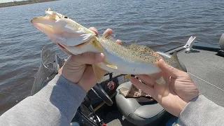 Ochlockonee bay salt water fishing 🎣