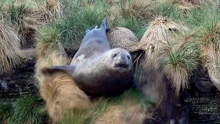 FUNNIEST ELEPHANT SEAL VIDEO EVER !!!