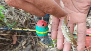 Edan..!! Mancing pakai umpan anak ikan penghuni danau nya mengamuk 1000% tak karu²an