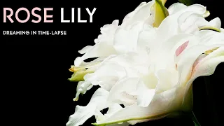 Rose Lily - Time-lapse with Music