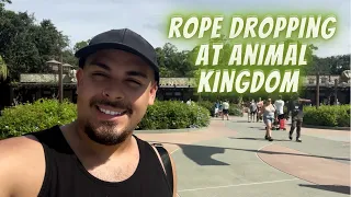 Rope Drop At Animal Kingdom