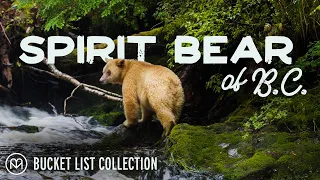 Tracking the Elusive "Spirit Bear" in the Great Bear Rainforest of BC