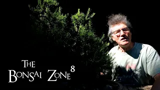 Super Pruning My Larch Forest, Part 1, The Bonsai Zone, June 2021