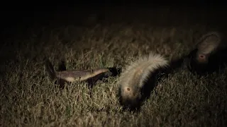 Honey badger interrupts a pair of White-tailed mongooses!