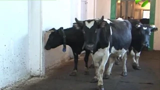 У животноводов Приуралья растёт поголовье коров
