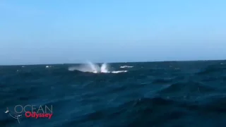 Humpback Whale Breaches outside Knysna Heads