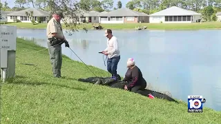 911 calls released after fatal gator attack