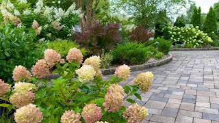 Panicle Hydrangea Garden Tour in Mid-August