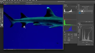 Color Correction in Photoshop #6 – Photoshop Histogram, Curves and RGB-Based Correction by Taz Tally