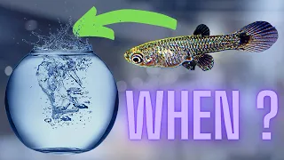 When Can Baby Guppies Go in the Main Tank ?